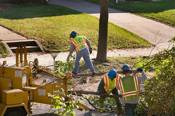 How Our Tree Care Process Works  in Stonecrest, GA